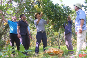 Đánh thức tiềm năng du lịch từ vùng bưởi Phúc Trạch
