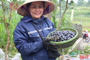 Rộn ràng mùa trám đen ở Hà Tĩnh
