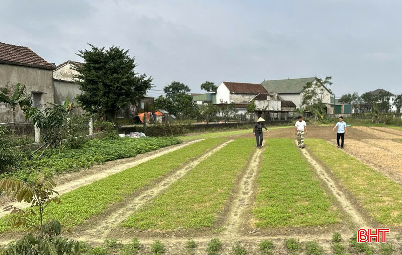 Khu vườn mẫu của ông Nguyễn Viết Huề thôn Nam Hải đã xuống giống rau màu phục vụ tết Nguyên đán 2025. bqbht_br_p7.jpg