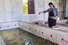 Nuôi ếch trong bể, nhiều hộ dân thu hàng chục triệu đồng mỗi lứa