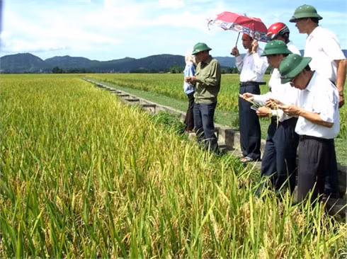 Khánh Lộc chủ động đưa nhiều giống lúa mới , nâng cao năng suất trên diện tích canh tác (ảnh: Giống lúa Thuỵ Hương 308 trồng thử nghiệm ở Khánh Lộc cho năng suất cao) - ảnh: Văn Học.