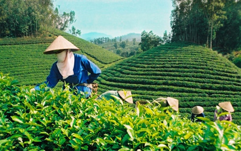 Thương hiệu Chè Việt Nam vẫn còn quá mờ nhạt ảnh 1 Thương hiệu Chè Việt Nam vẫn còn quá mờ nhạt ảnh 1