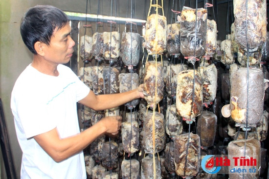 Nông dân xã Thạch Châu phát triển mô hình trồng nấm