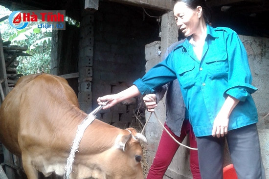 Tiêm vắc-xin cho gia súc, gia cầm để phòng chống dịch bệnh hiệu quả.