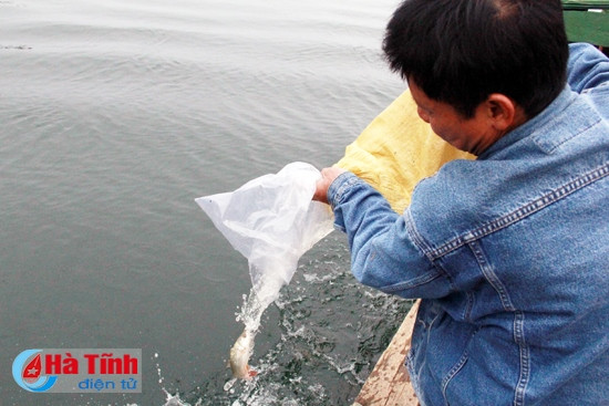 Đã có 6 tạ cá giống truyền thống được thả xuống hồ Kẻ Gỗ