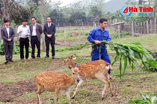 Đoàn tham quan trang trại hươu Hương Sơn của Tổng công ty Khoáng sản và Thương mại Hà Tĩnh...
