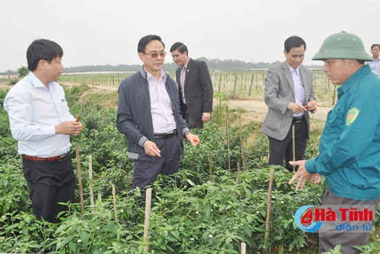 Đoàn tham quan mô hình rau củ quả trên cát tại xã Thạch Văn