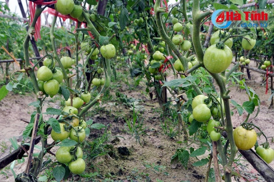 Sản phẩm cà chua trồng trên cát.