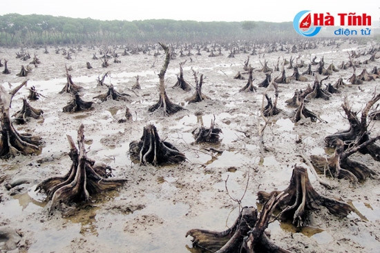 Có những cây vẹt hàng chục năm tuổi vẫn bị chết không rõ nguyên nhân