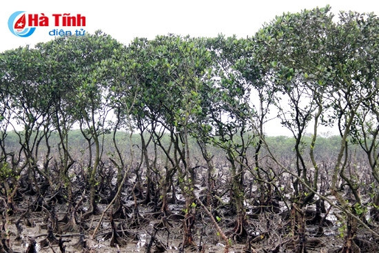 Diện tích rừng ngập mặn ngày càng bị thu hẹp