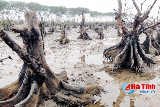 Có những cây vẹt hàng chục năm tuổi vẫn bị chết không rõ nguyên nhân