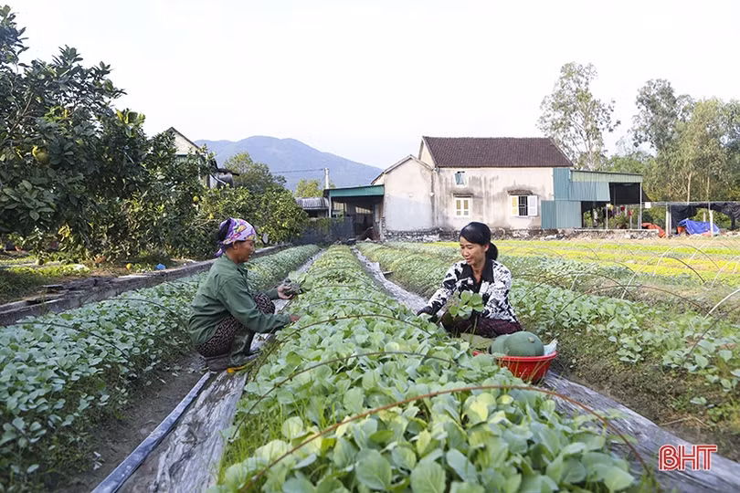Những “triệu phú” vụ đông ở Hà Tĩnh
