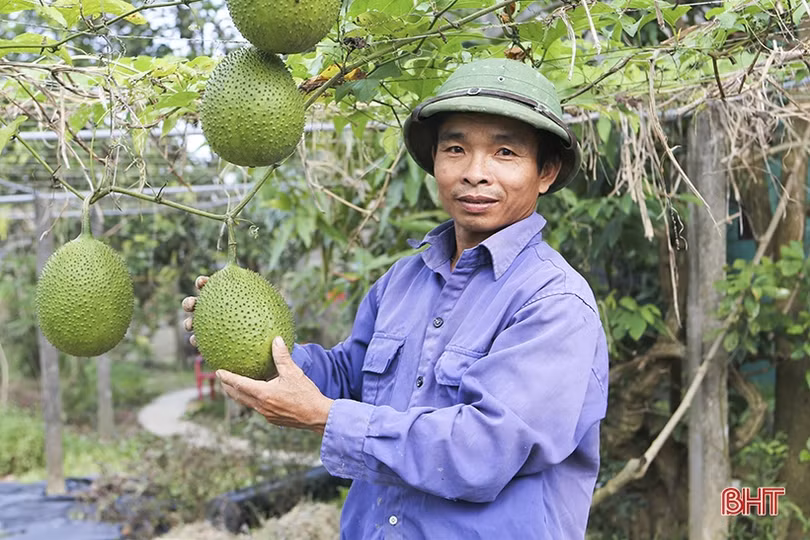 Những “triệu phú” vụ đông ở Hà Tĩnh