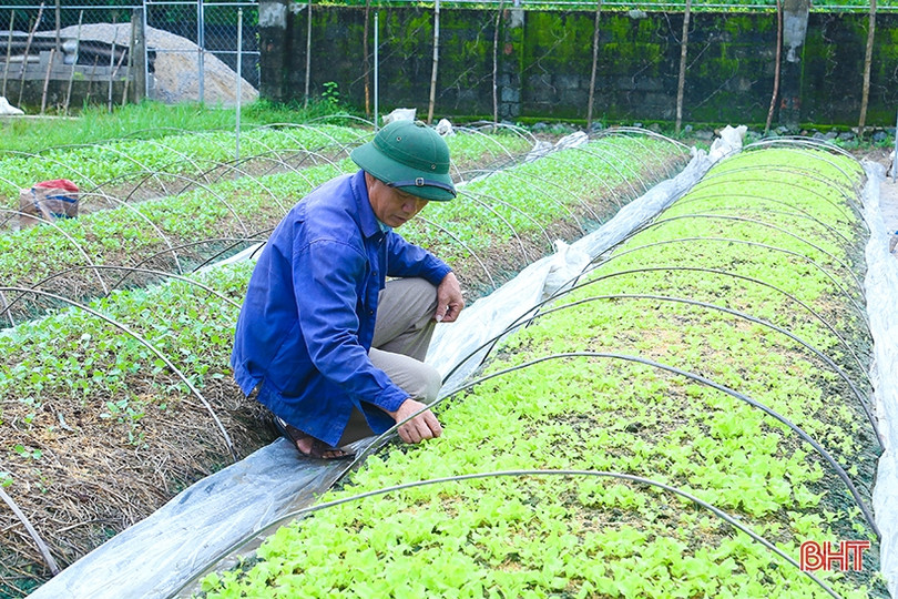 Hà Tĩnh phủ kín trên 62% diện tích cây trồng vụ đông