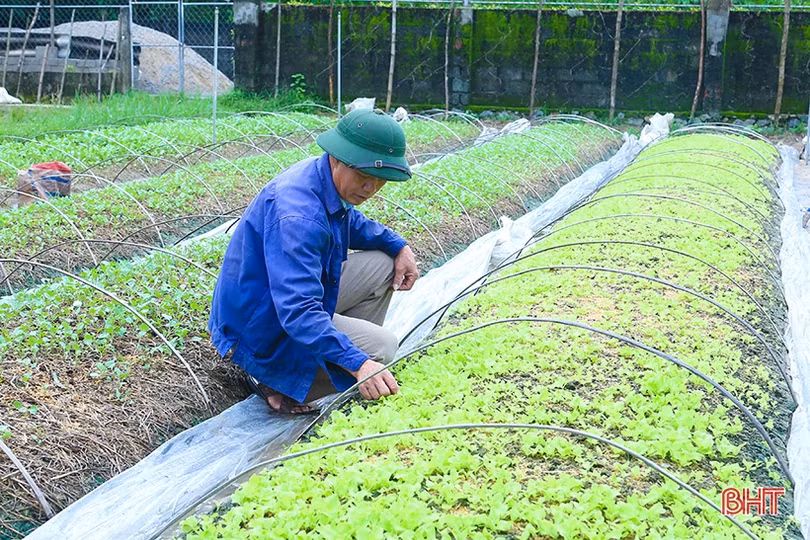 Hà Tĩnh phủ kín trên 62% diện tích cây trồng vụ đông