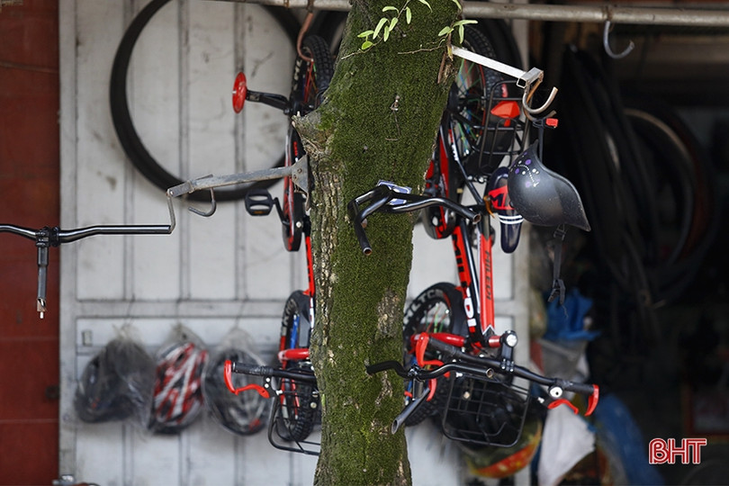 Cây xanh ở TP Hà Tĩnh bị đóng đinh, trở thành giá treo đồ