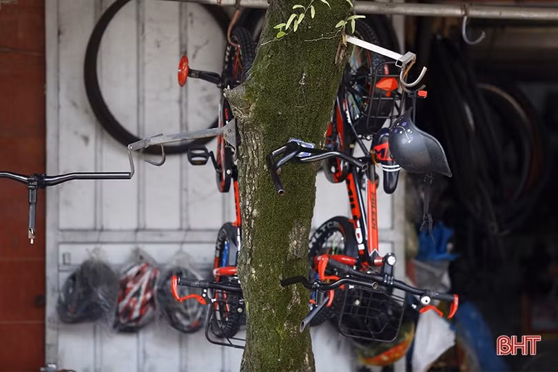 Cây xanh ở TP Hà Tĩnh bị đóng đinh, trở thành giá treo đồ