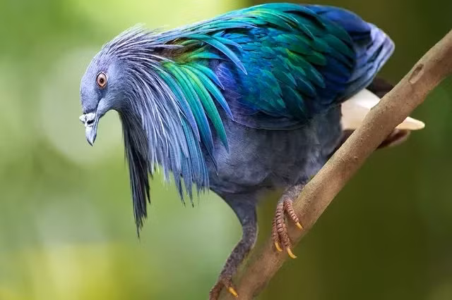 Loài bồ câu có một không hai xuất hiện tại Vườn Quốc gia Côn Đảo