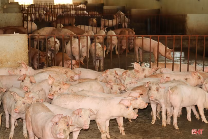 Thăm trang trại tổng hợp thu nhập tiền tỷ của nông dân Cẩm Xuyên