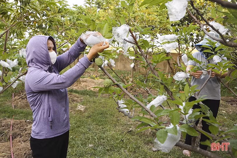 Những “triệu phú” vụ đông ở Hà Tĩnh