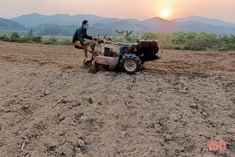 Hà Tĩnh phủ kín trên 62% diện tích cây trồng vụ đông