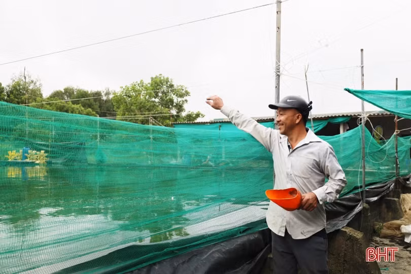 Nuôi cá lóc trong bể xi măng, nông dân Thạch Hà thu lãi lớn