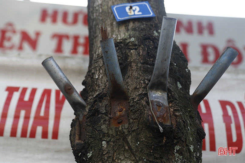 Cây xanh ở TP Hà Tĩnh bị đóng đinh, trở thành giá treo đồ