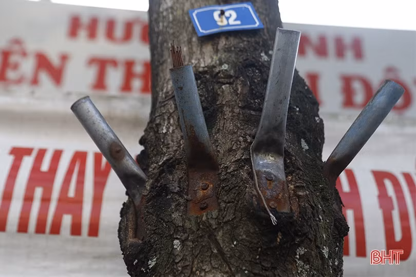 Cây xanh ở TP Hà Tĩnh bị đóng đinh, trở thành giá treo đồ