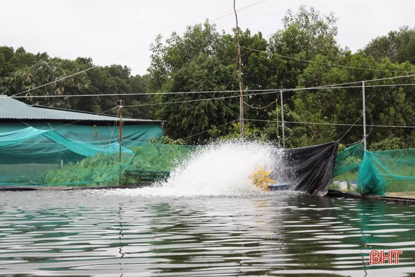 Nuôi cá lóc trong bể xi măng, nông dân Thạch Hà thu lãi lớn