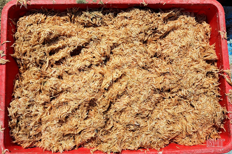 Ngư dân vùng biển phía Bắc Hà Tĩnh “trúng đậm” ruốc biển đầu mùa