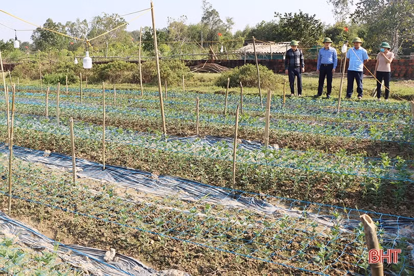 Cẩm Xuyên tập trung, tích tụ, chuyển đổi ruộng đất năm 2022