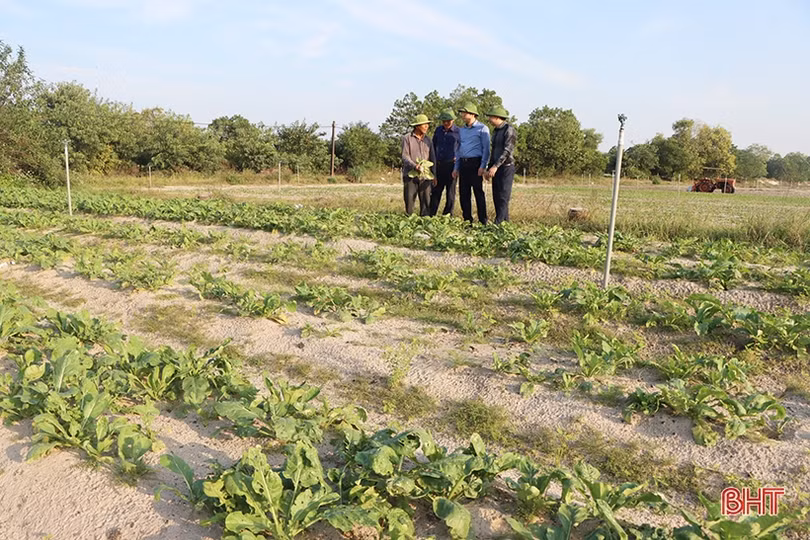 Cẩm Xuyên tập trung, tích tụ, chuyển đổi ruộng đất năm 2022