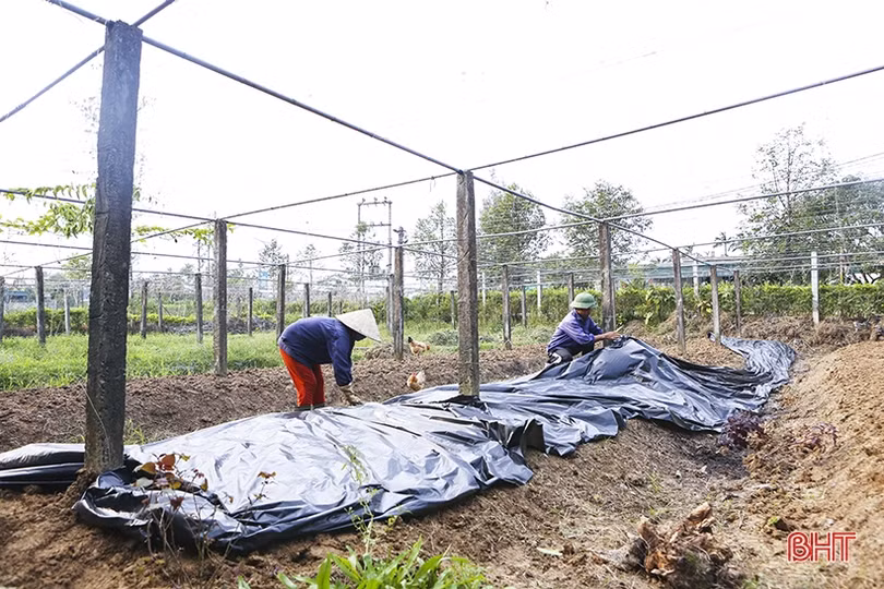 Những “triệu phú” vụ đông ở Hà Tĩnh