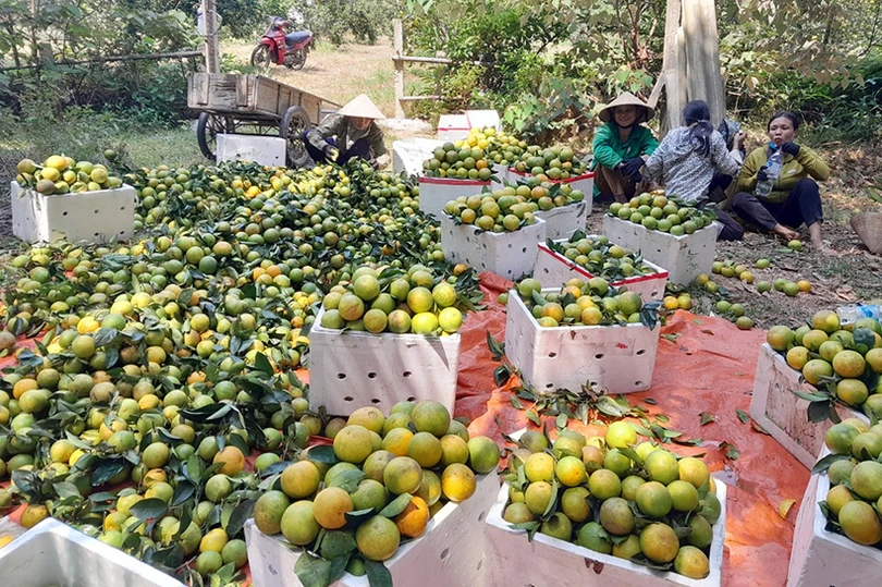 Sản lượng cam Can Lộc ước đạt trên 4.800 tấn