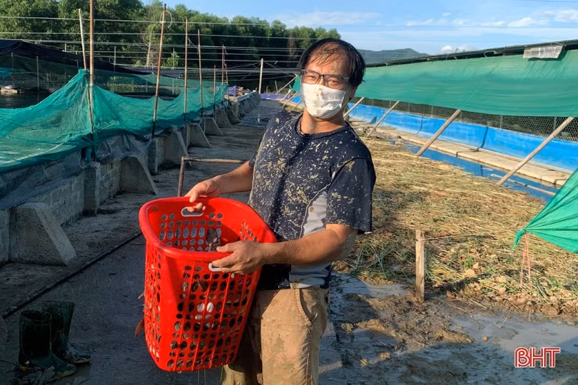 Nuôi cá lóc trong bể xi măng, nông dân Thạch Hà thu lãi lớn