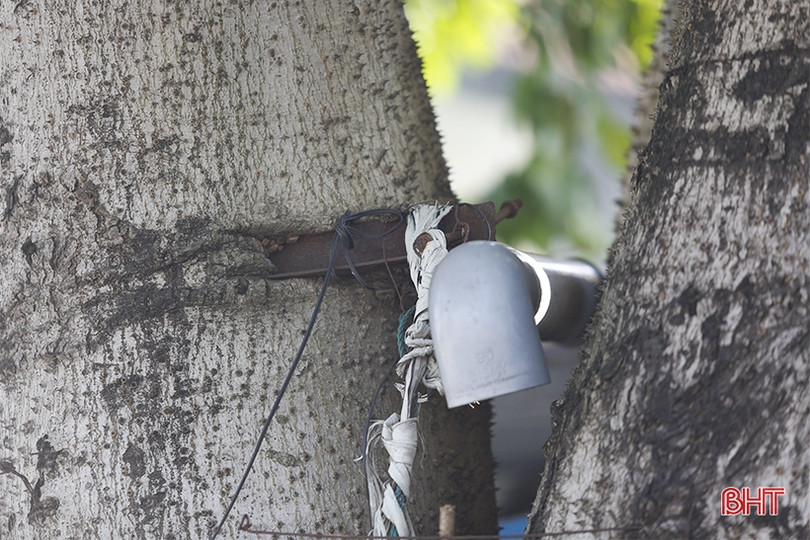 Cây xanh ở TP Hà Tĩnh bị đóng đinh, trở thành giá treo đồ
