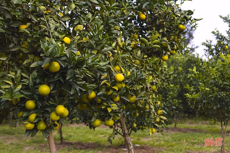 Cam đầu vụ giá cao, người trồng ở Can Lộc vẫn chưa vội bán 