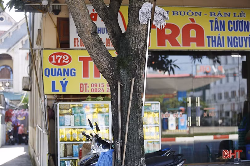 Cây xanh ở TP Hà Tĩnh bị đóng đinh, trở thành giá treo đồ