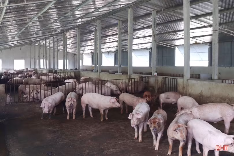 Thăm trang trại tổng hợp thu nhập tiền tỷ của nông dân Cẩm Xuyên