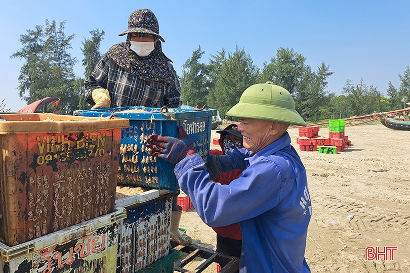 Ngư dân vùng biển phía Bắc Hà Tĩnh “trúng đậm” ruốc biển đầu mùa