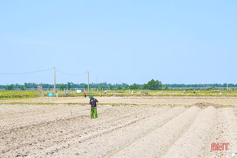 Hà Tĩnh phủ kín trên 62% diện tích cây trồng vụ đông