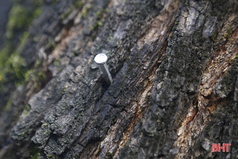 Cây xanh ở TP Hà Tĩnh bị đóng đinh, trở thành giá treo đồ