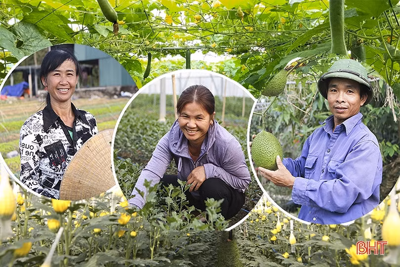 Những “triệu phú” vụ đông ở Hà Tĩnh