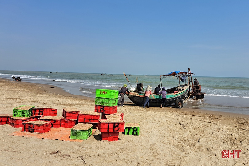 Ngư dân vùng biển phía Bắc Hà Tĩnh “trúng đậm” ruốc biển đầu mùa