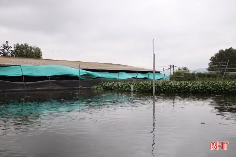 Nuôi cá lóc trong bể xi măng, nông dân Thạch Hà thu lãi lớn