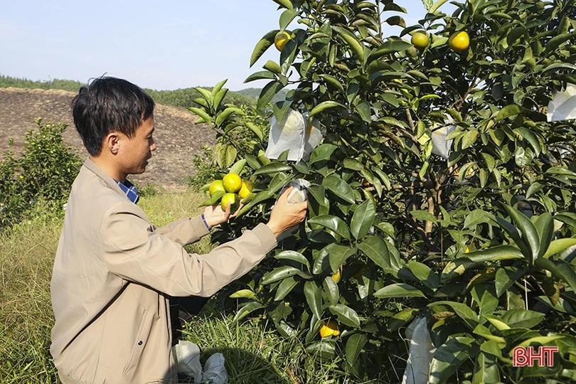 Sản lượng cam Can Lộc ước đạt trên 4.800 tấn