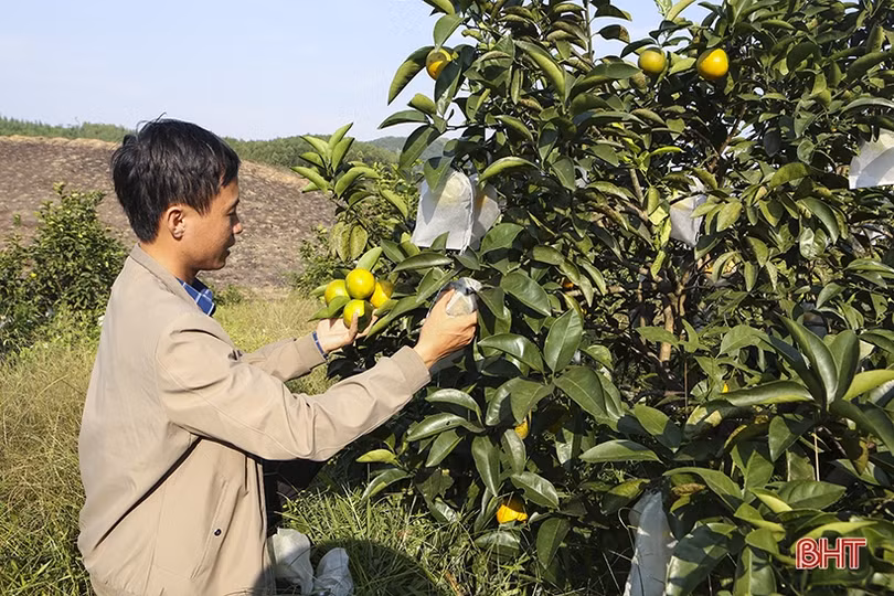 Sản lượng cam Can Lộc ước đạt trên 4.800 tấn