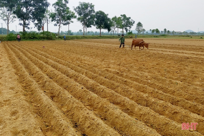 Hà Tĩnh phủ kín trên 62% diện tích cây trồng vụ đông