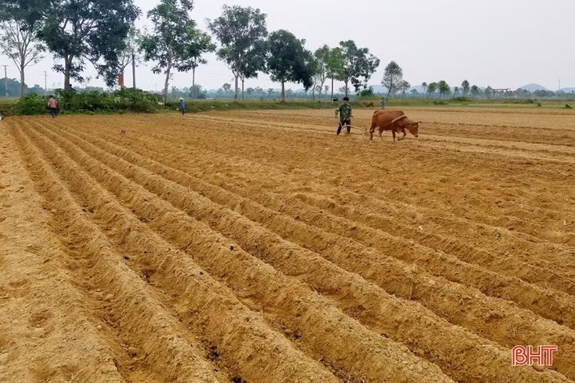 Hà Tĩnh phủ kín trên 62% diện tích cây trồng vụ đông