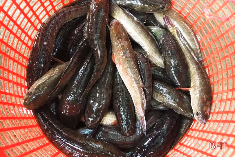 Nuôi cá lóc trong bể xi măng, nông dân Thạch Hà thu lãi lớn